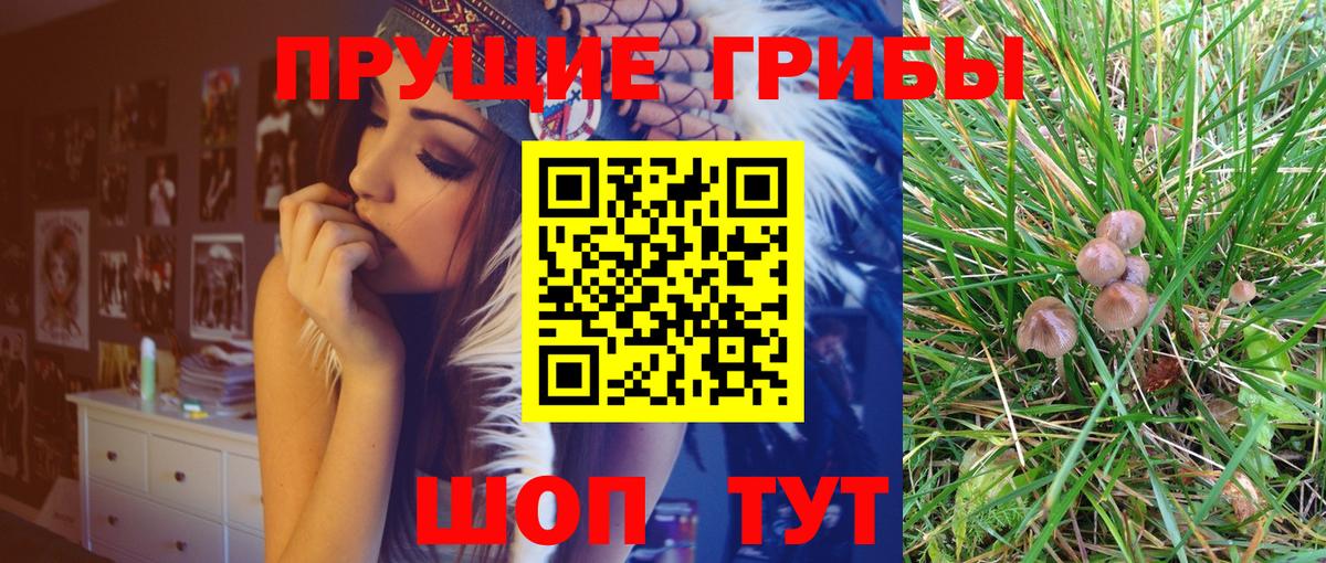 Псилоцибиновые грибы Psilocybine cubensis  Вход с VPN  Бирск 